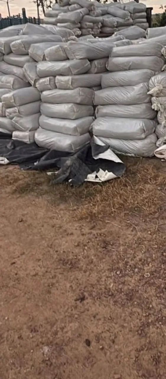 Silagem de milho ? - Foto 2