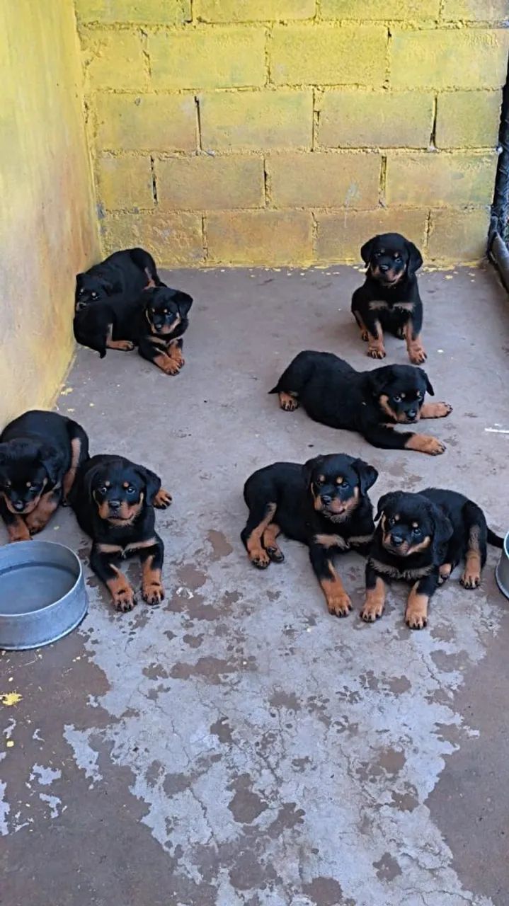 Rottweiler pedigree  - Foto 2