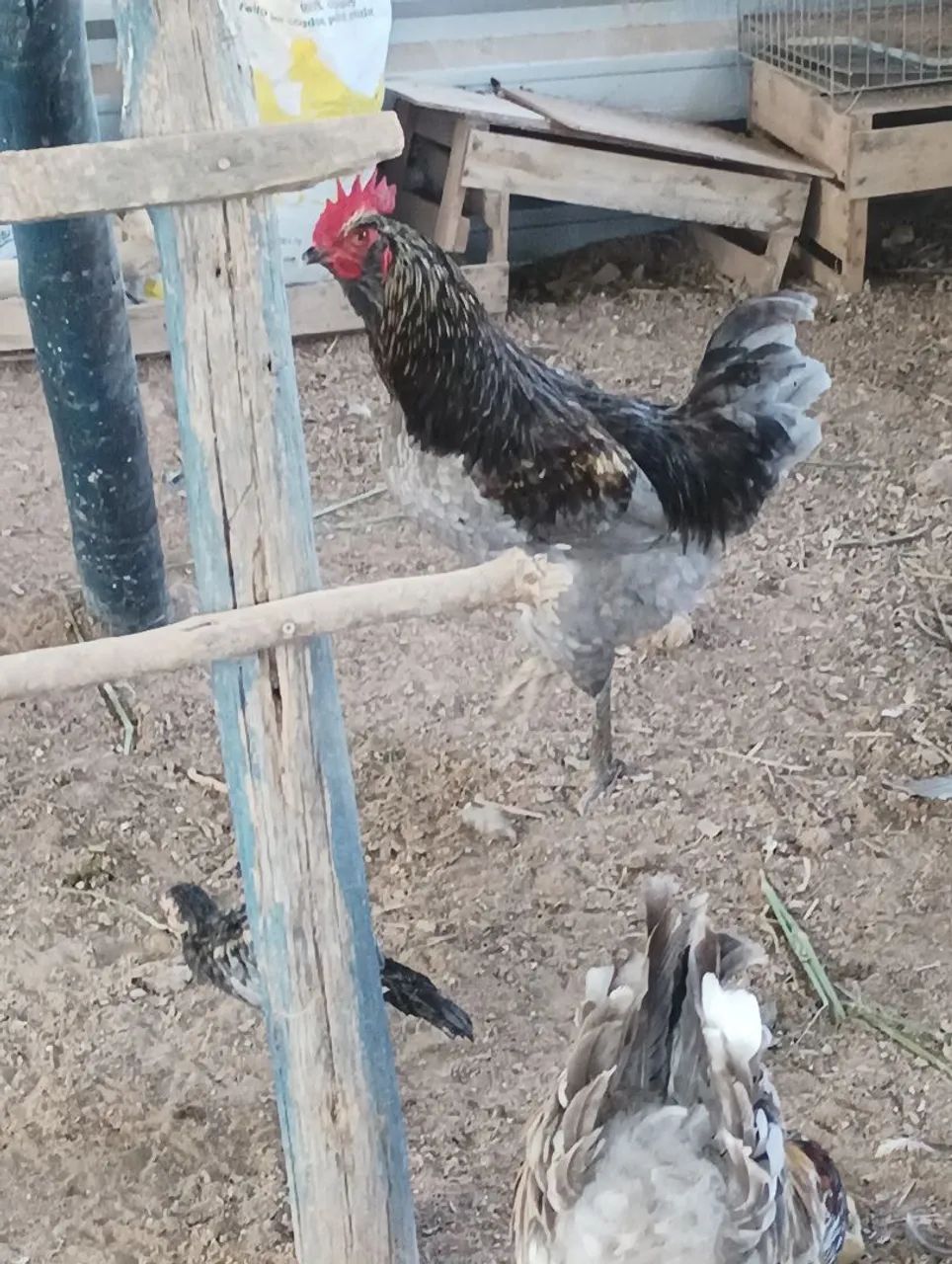 Galo - Foto 2