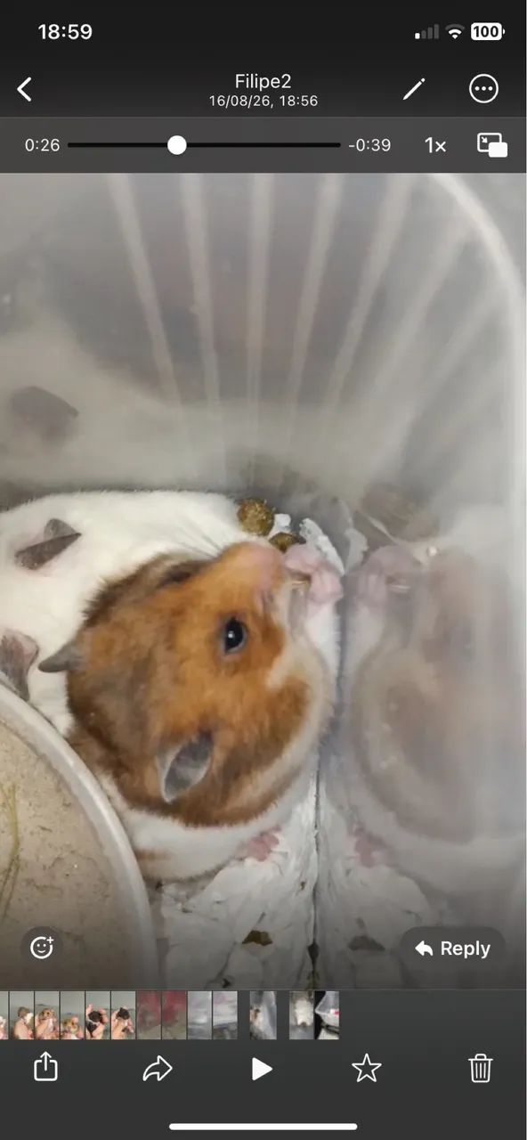 Hamster sírio filhotes mansos - Foto 2