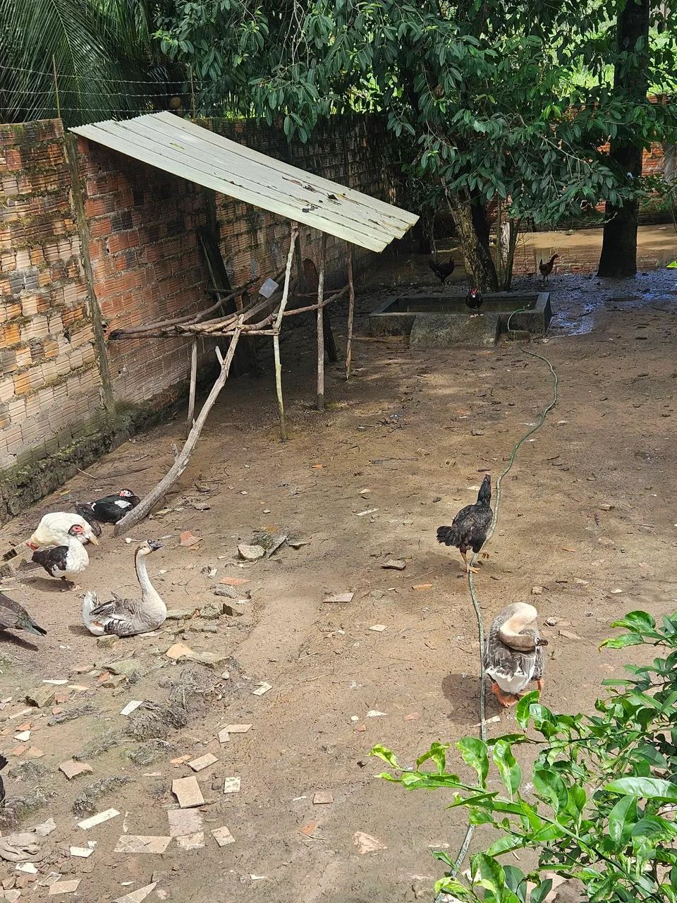 Gansos  - Foto 5