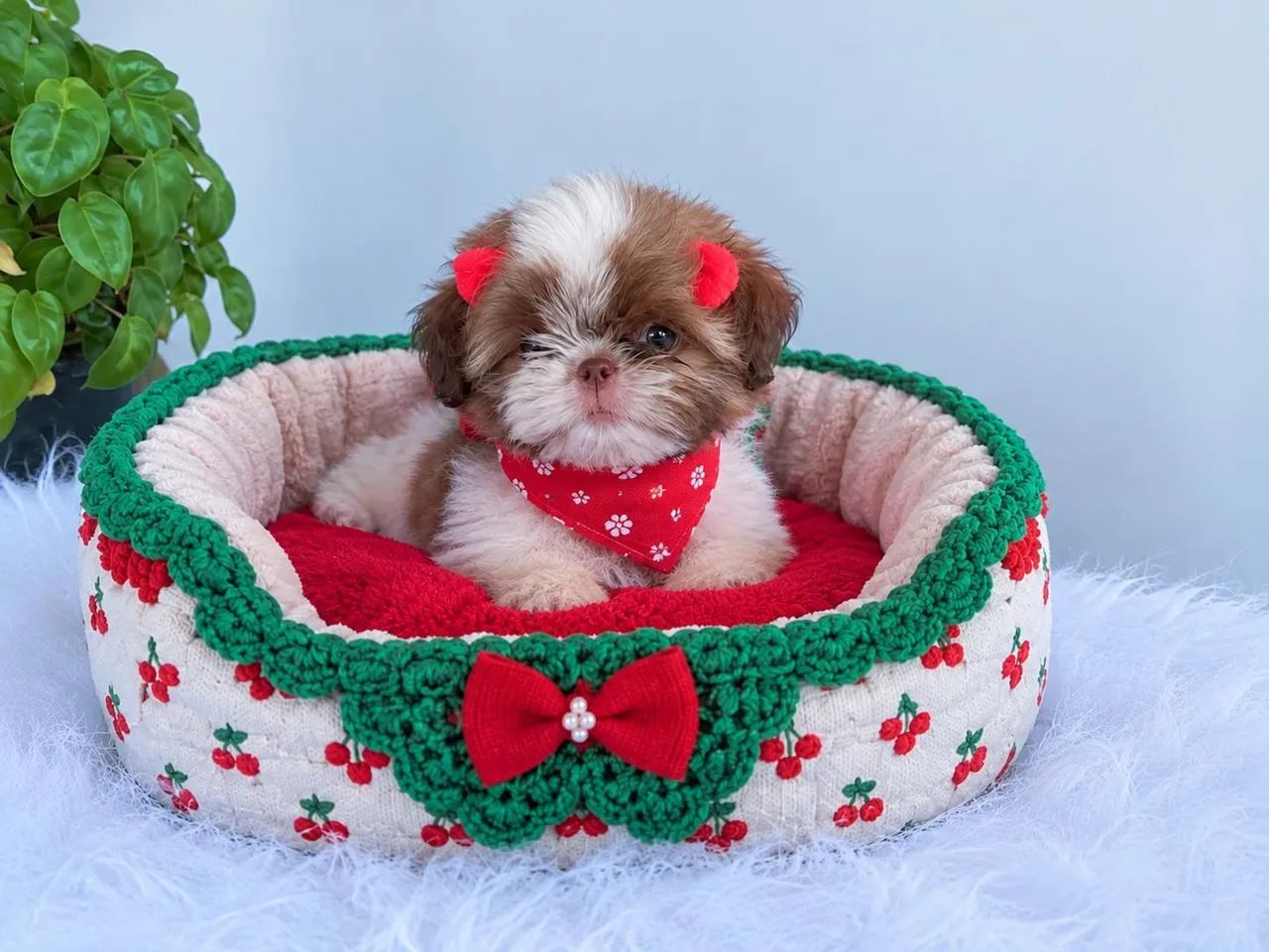 Fêmea shih Tzu com pedigree  - Foto 4