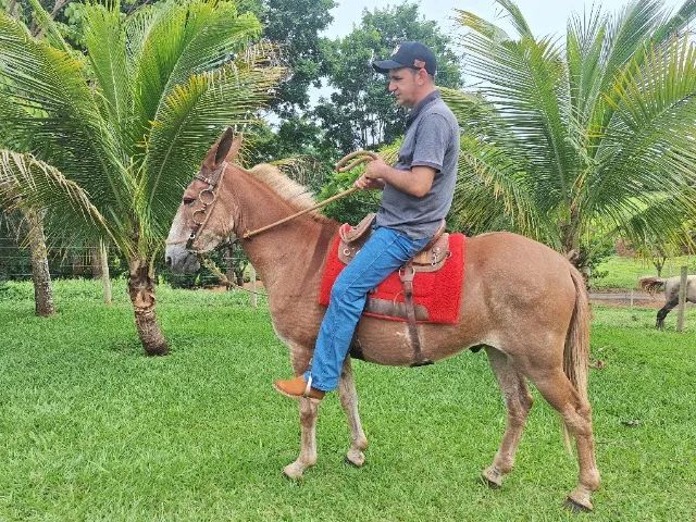 Burro baum!!! - Foto 3