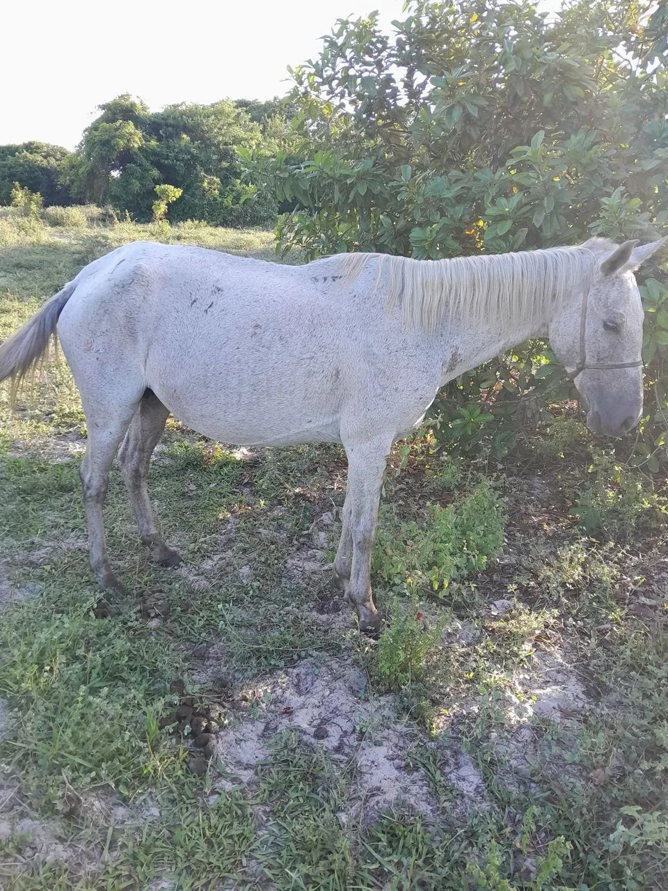 Egua para vender - Foto 4