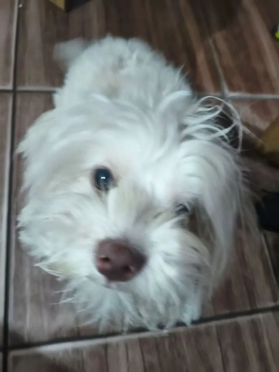 Vende -essa cachorra  - Foto 2