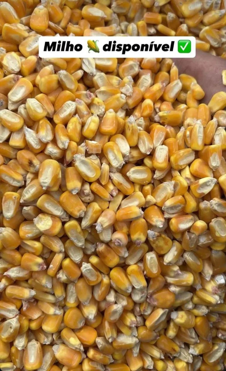 Milho em Grãos Safra Nova e Demais Produtos Agricolas direto da Fazenda