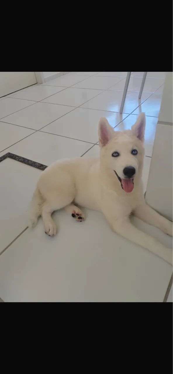 Doa ção de cachorro 4 meses  - Foto 2