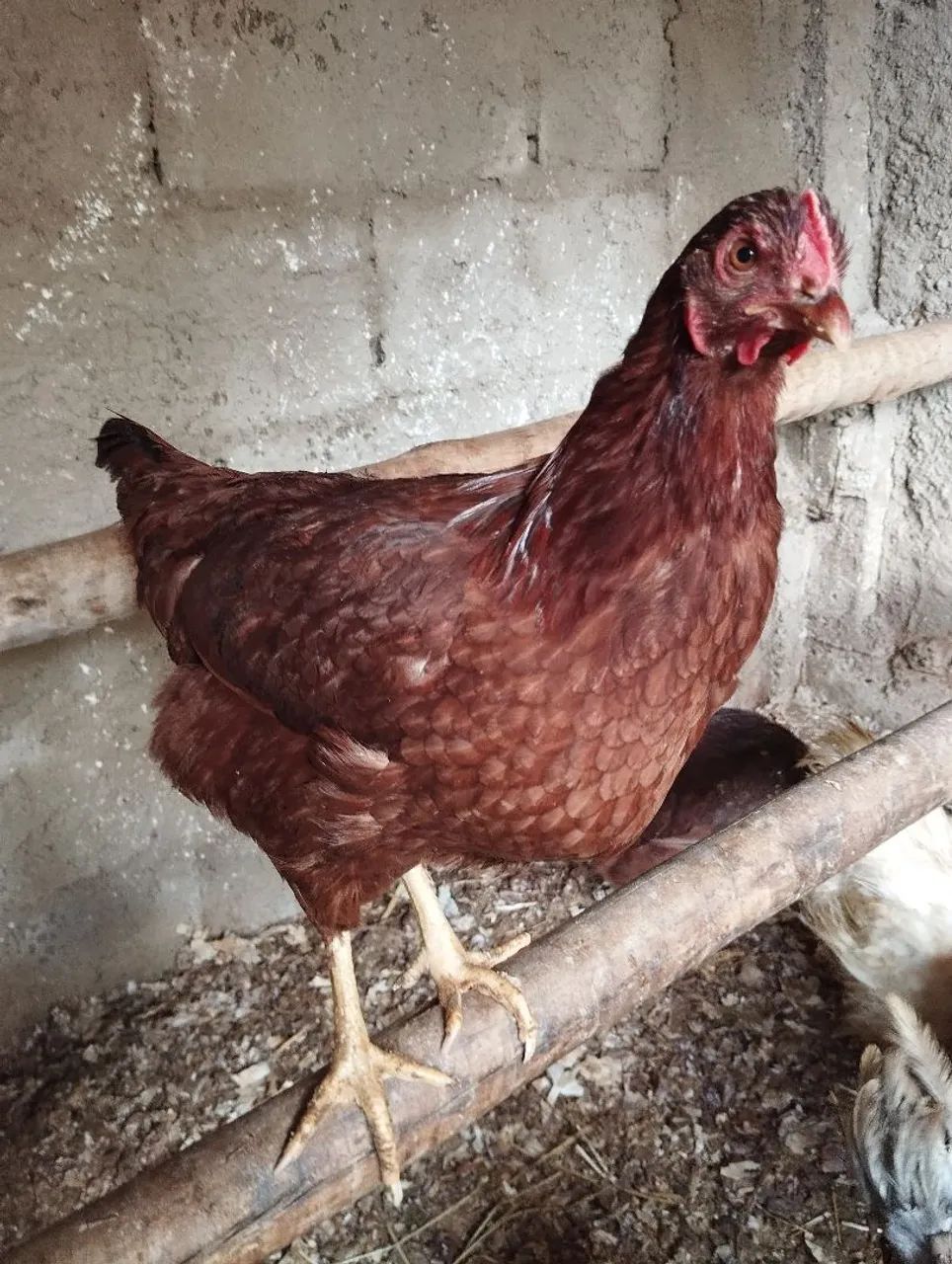 Galinhas Ialand Red padrão americano 