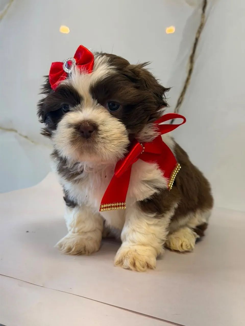 Shih Tzu - Cachorros - Centro, Biguaçu 1535991802 | OLX