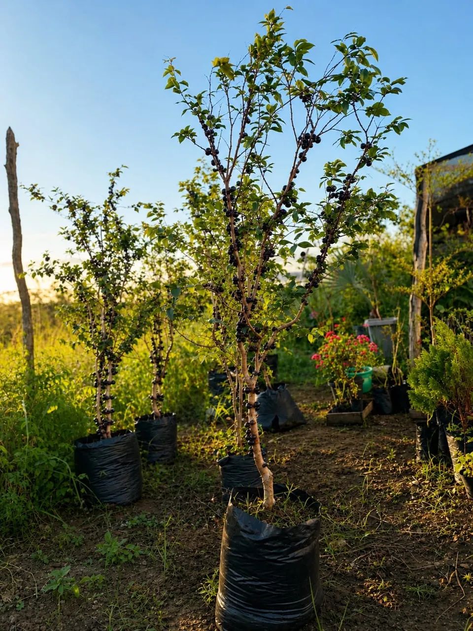 Jabuticabeira híbrida frutificando 