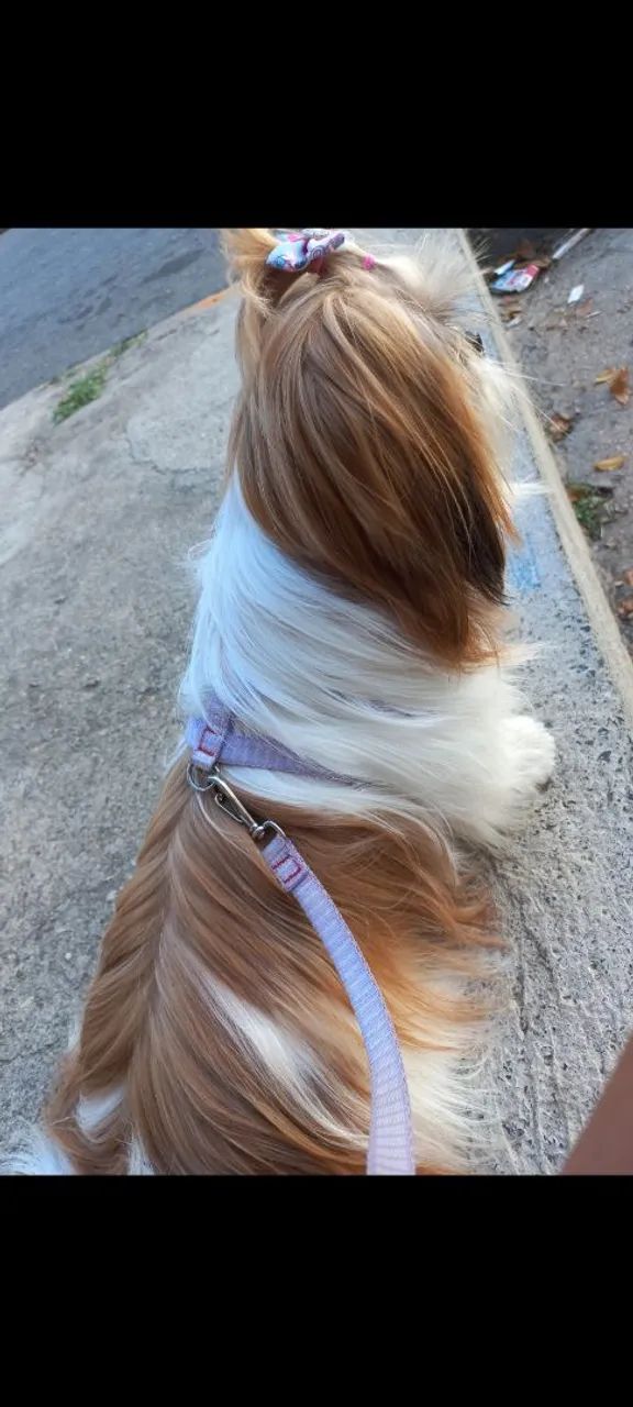Cachorro  - Foto 3