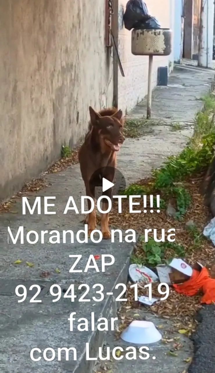 Doação responsável cão mestiço de poodle