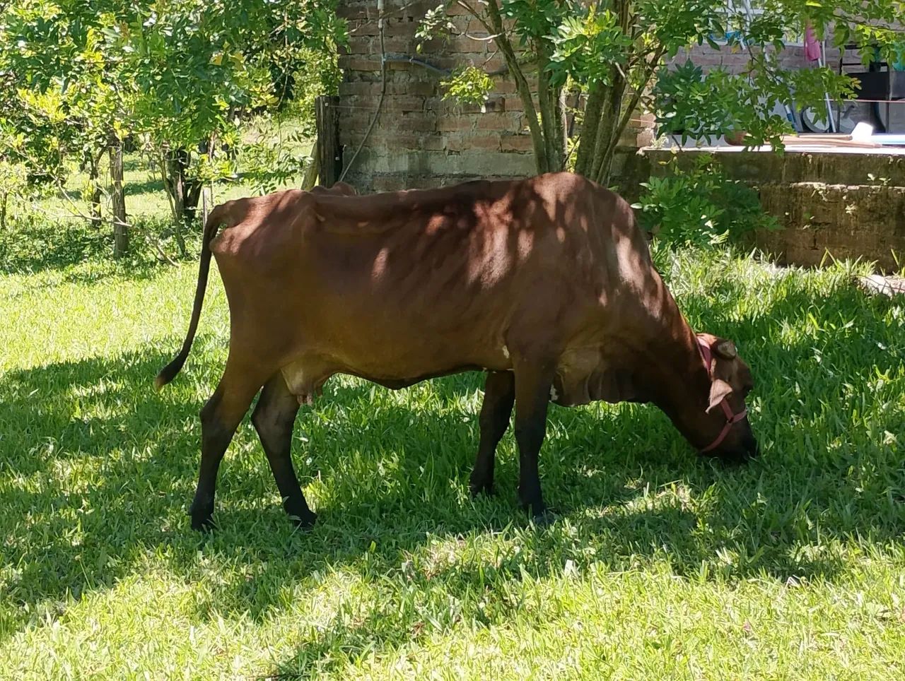 Vaca bem mansa e sadia barbada - Foto 3