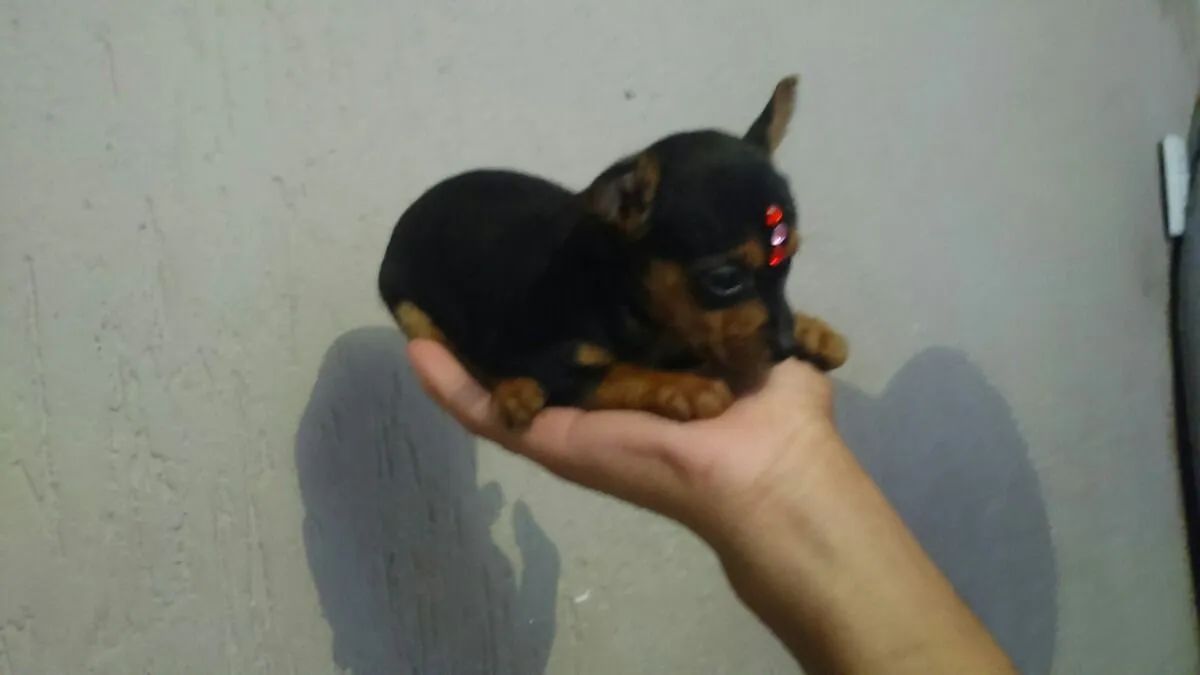 Miudinho pinscher zero com garantia 
