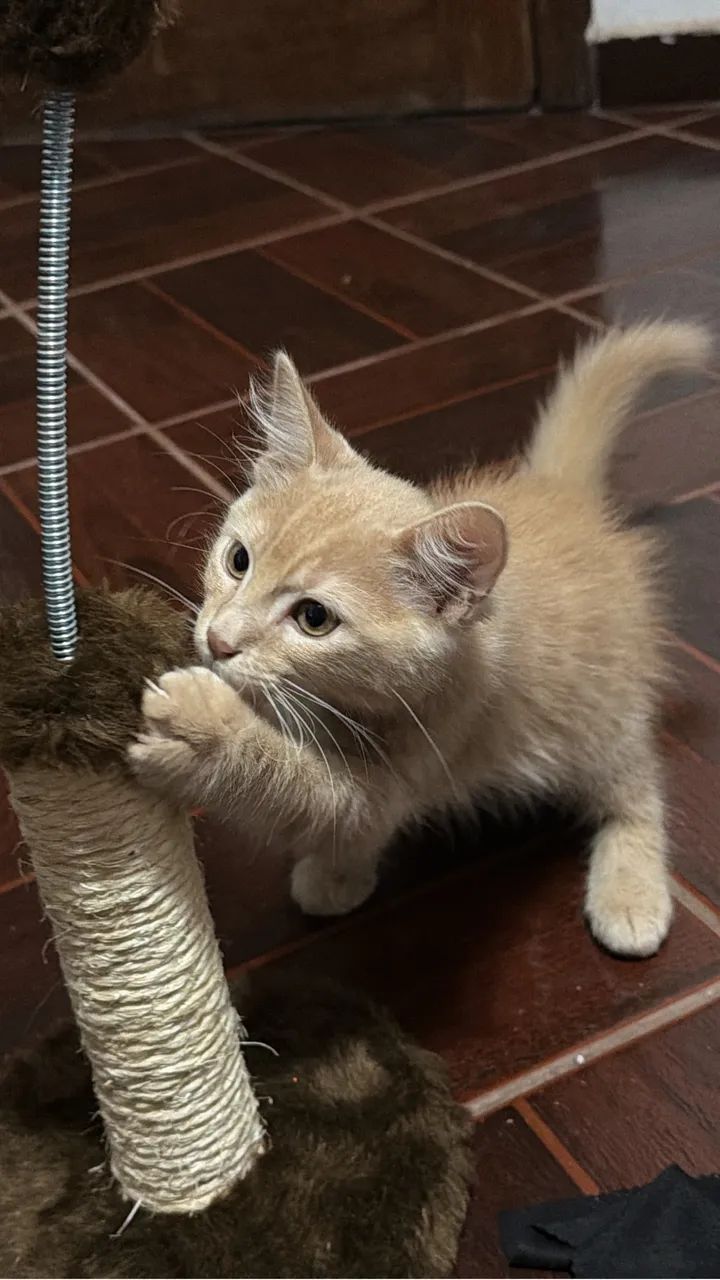 Gatinho dócil 