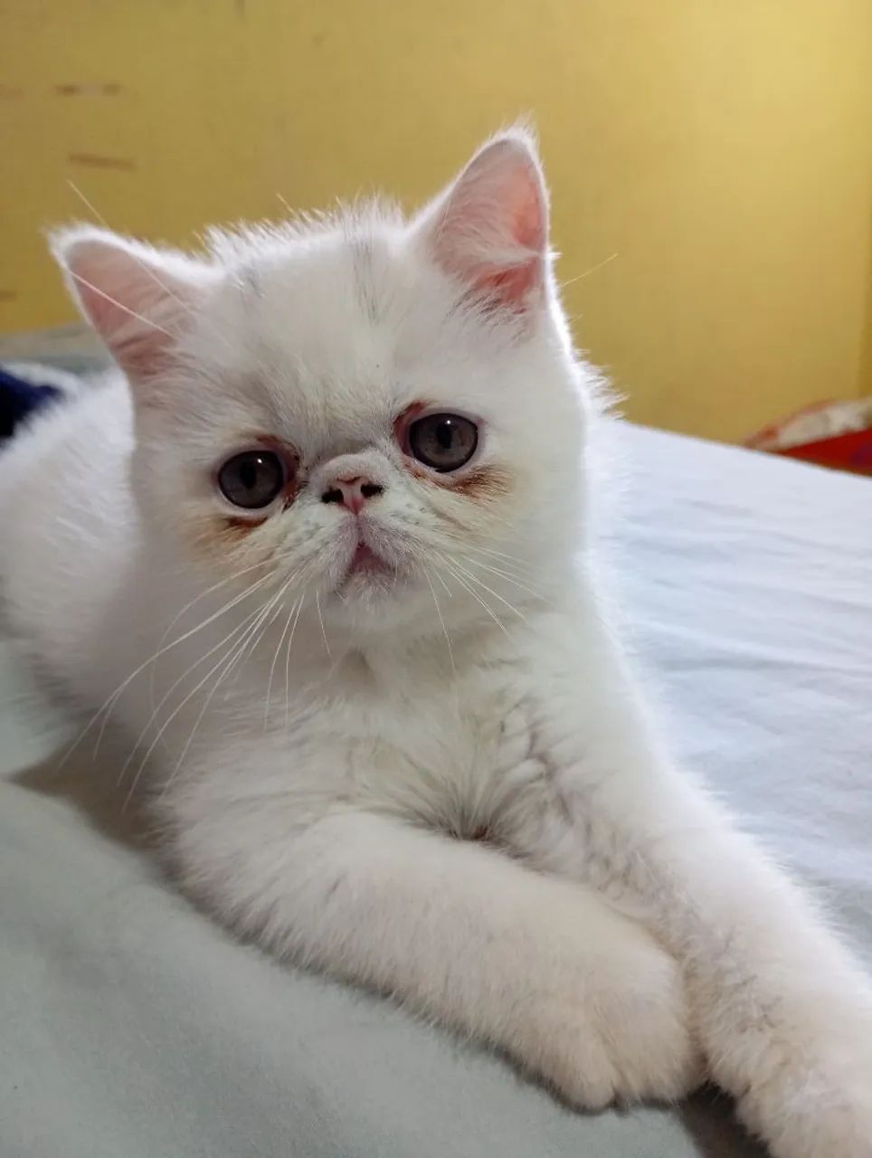 Filhotes de gatos persa exótico branco 