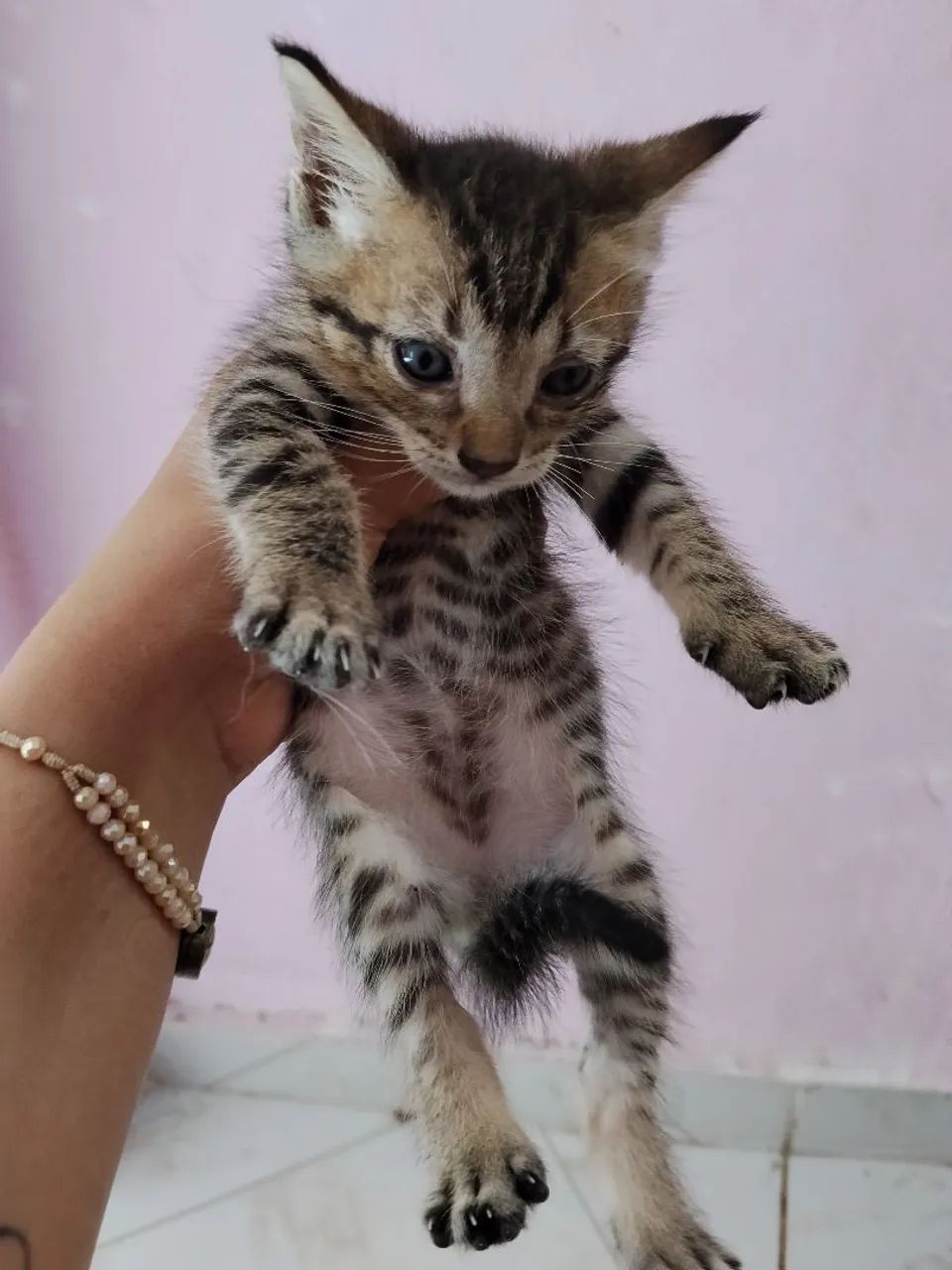 Adoção gatos  - Foto 4