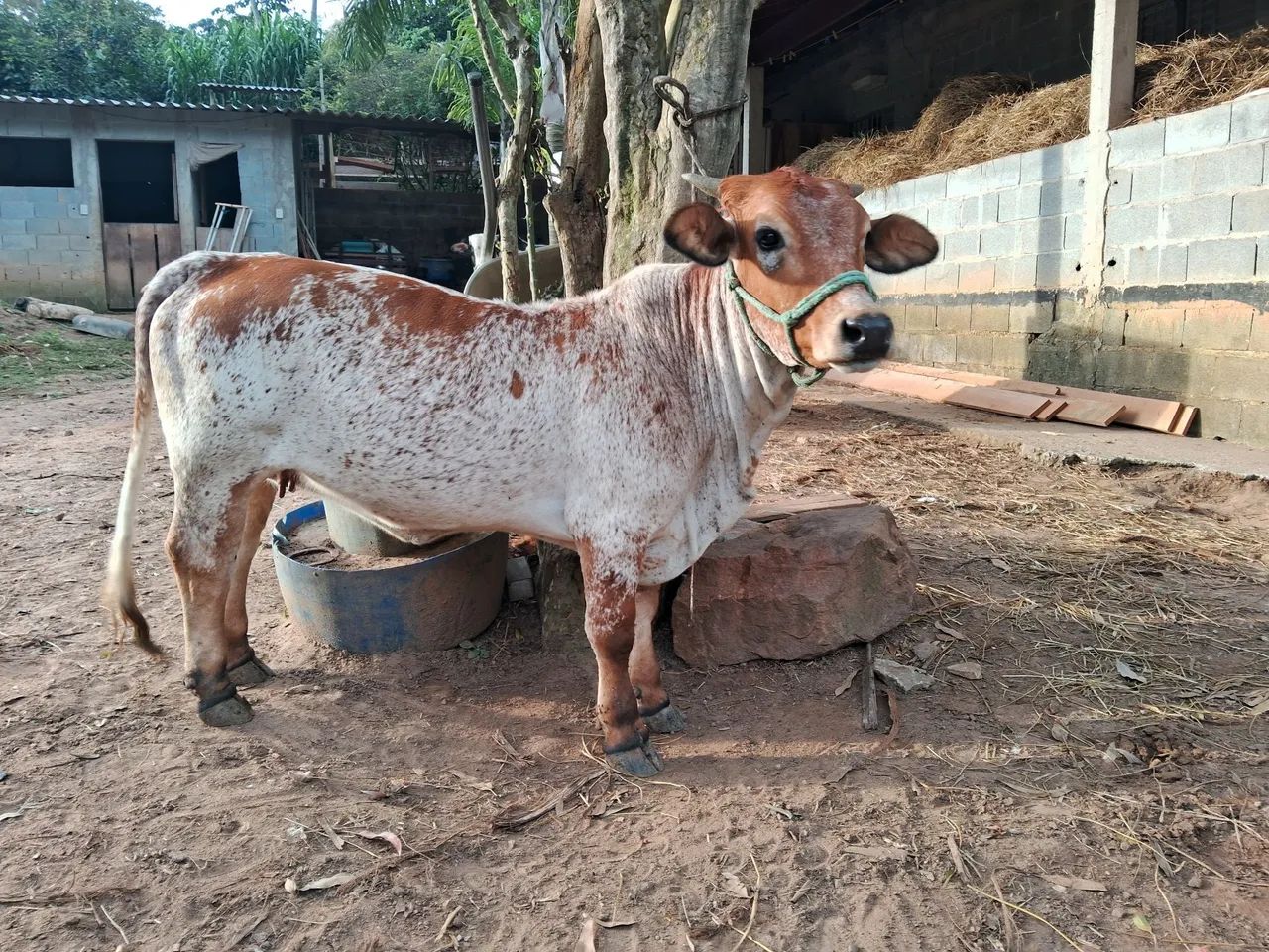 Mini vaca Gir