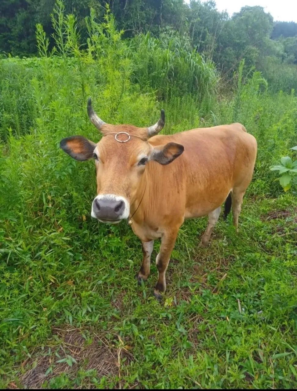 Vendo uma vaca Jersey pequena, esta prenha4 meses, segunda cria.,  