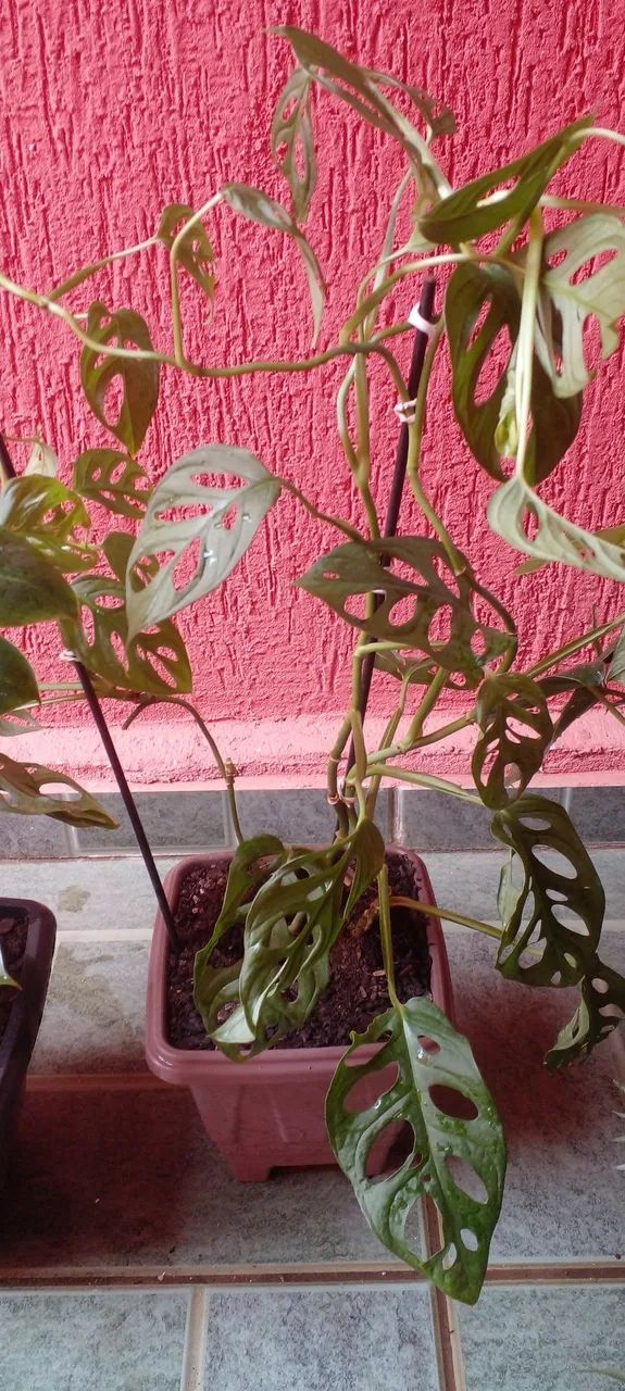 Vasos com lindas plantas  - Foto 4