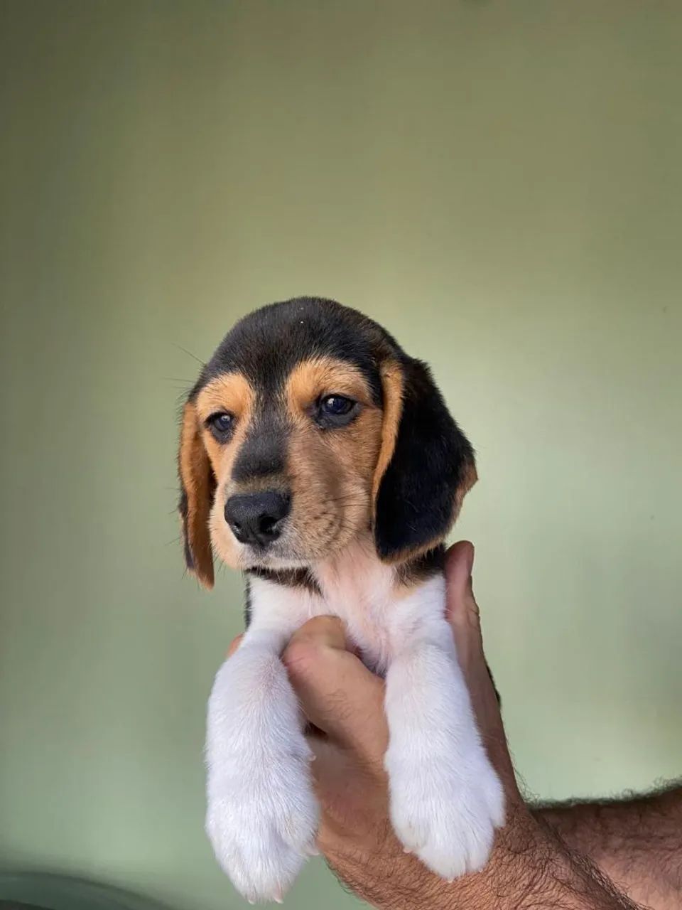 Filhotes de Beagle  - Foto 3