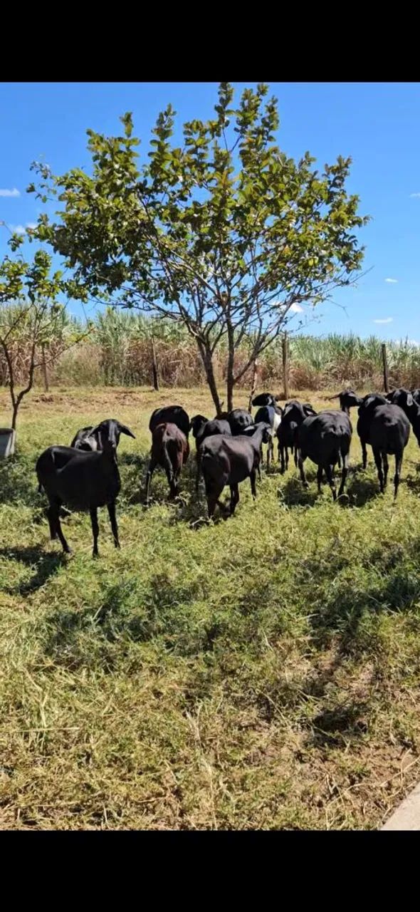 Ovelhas carneiras Santa Inês prenhas