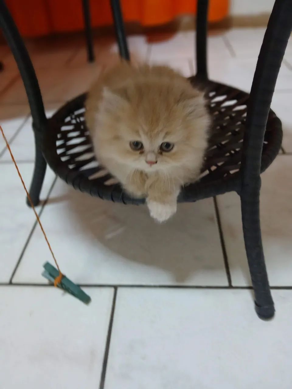 Vendo gatinhos persa - Foto 3