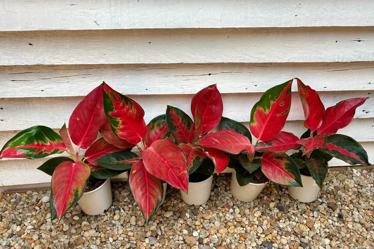 Aglaonema chilli red - Foto 2