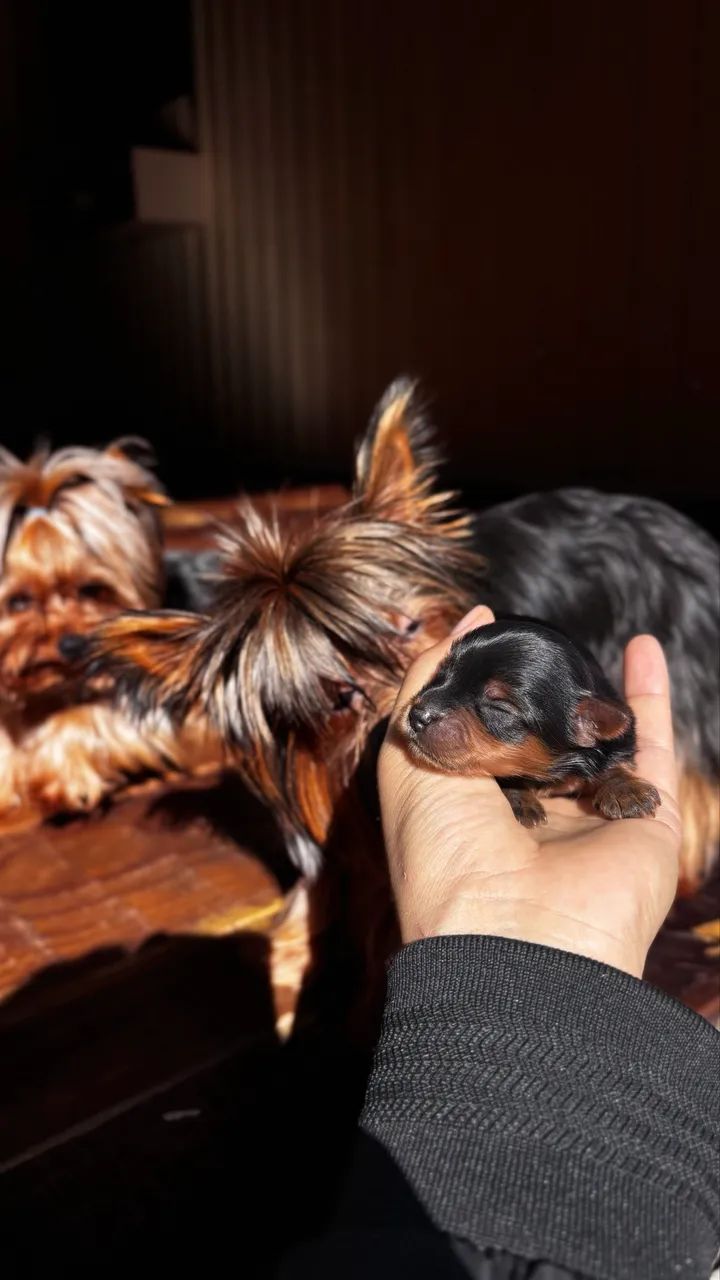 cachorros  - Foto 3