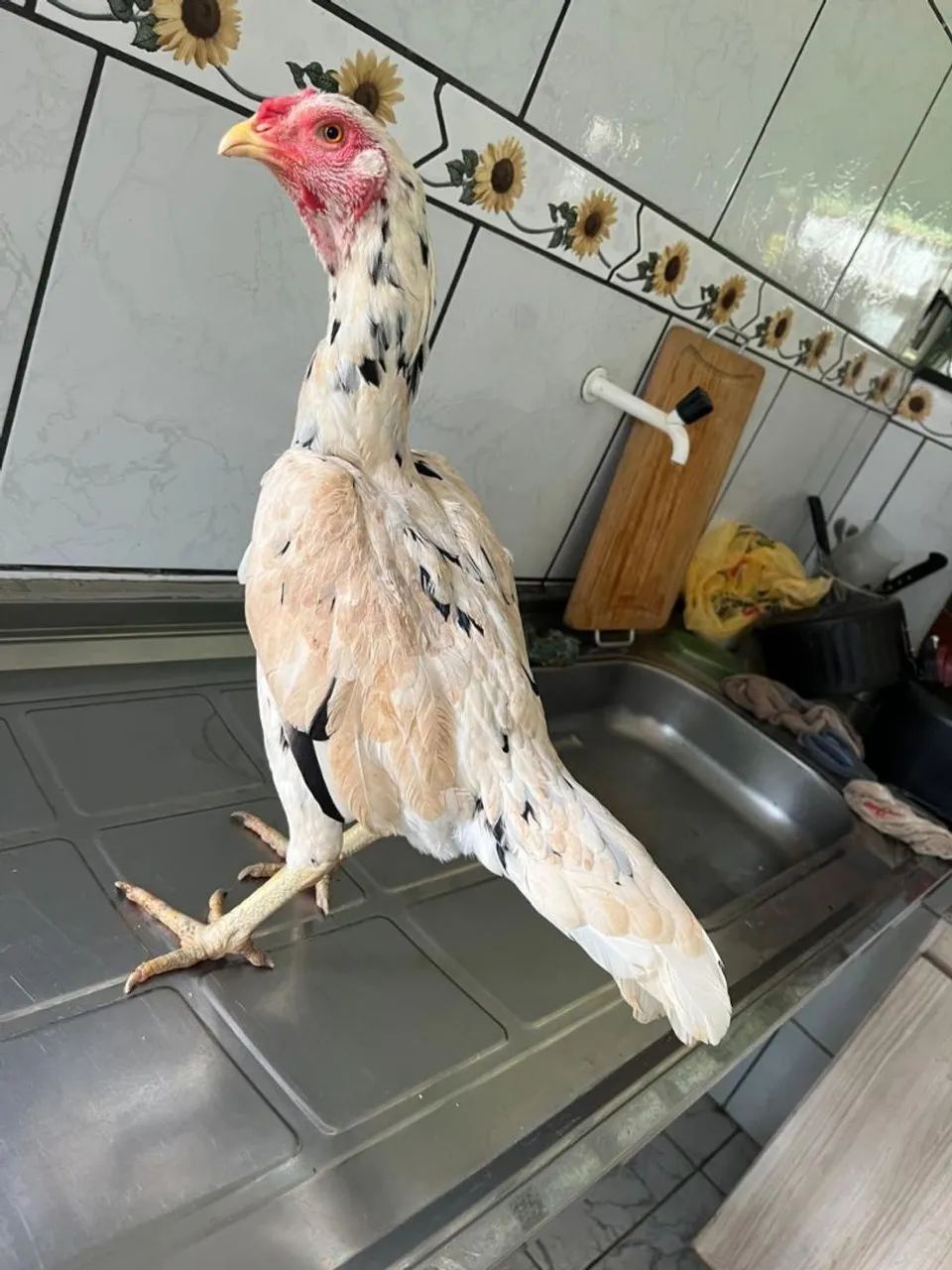 Galinha Índia...