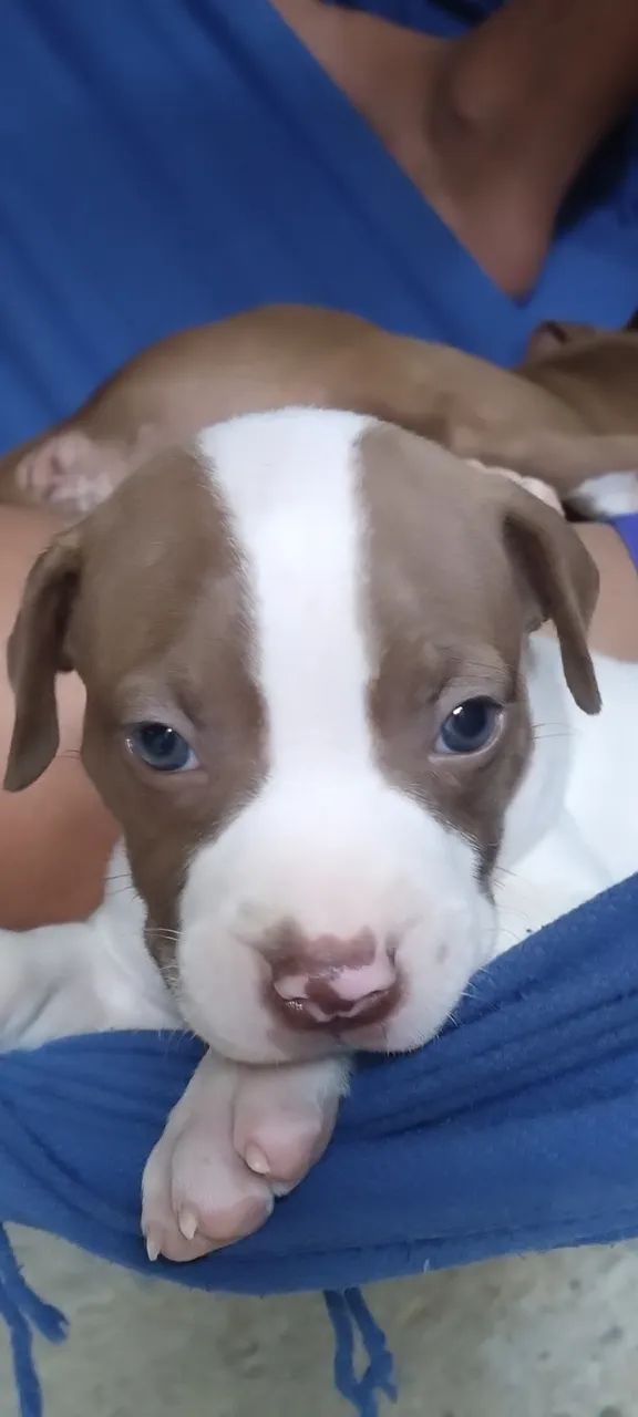 Pitbull red nose  - Foto 4