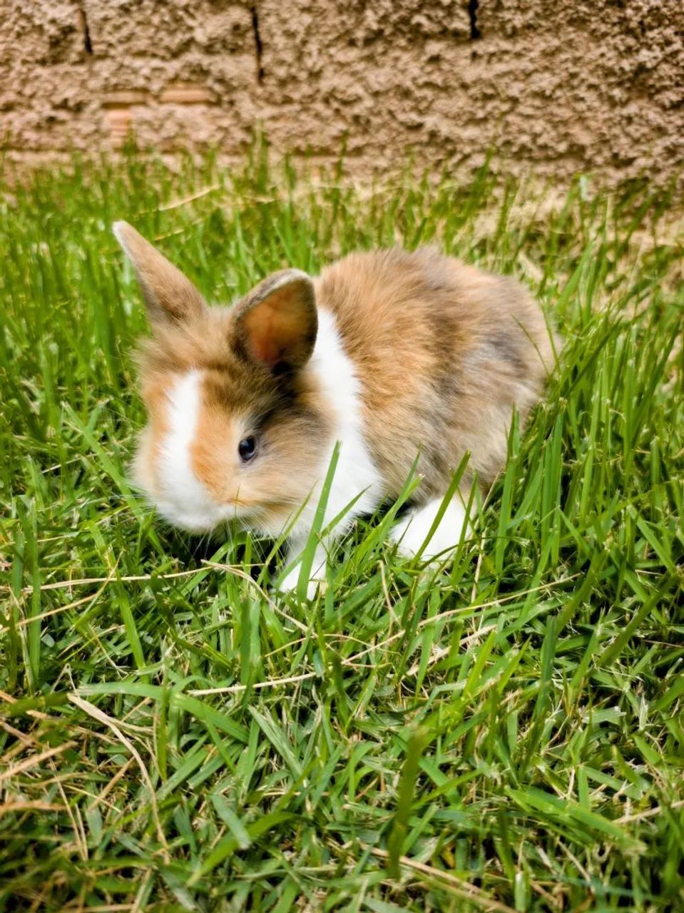 Mini Coelho Lion Head - Foto 2