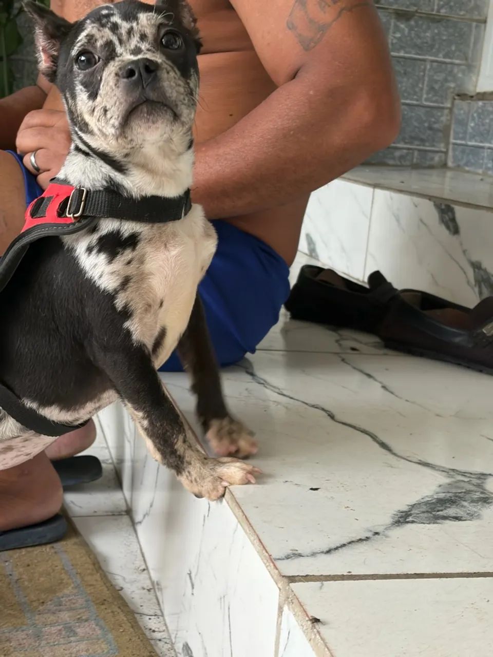 American Bully  - Foto 3