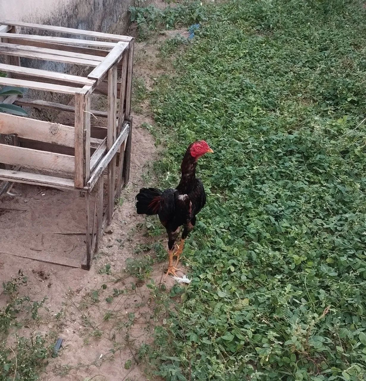 Frango carioca de procedência  - Foto 2