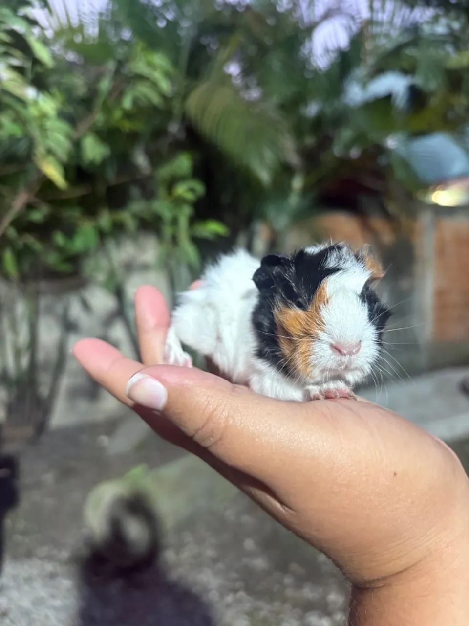 Porquinho da Índia - Macho - 15 dias - Entrega em todo o RJ - Foto 3