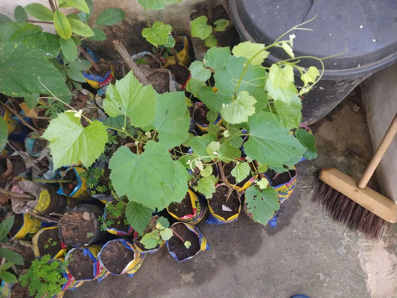 Mudas de uva ja produz 4 unid.