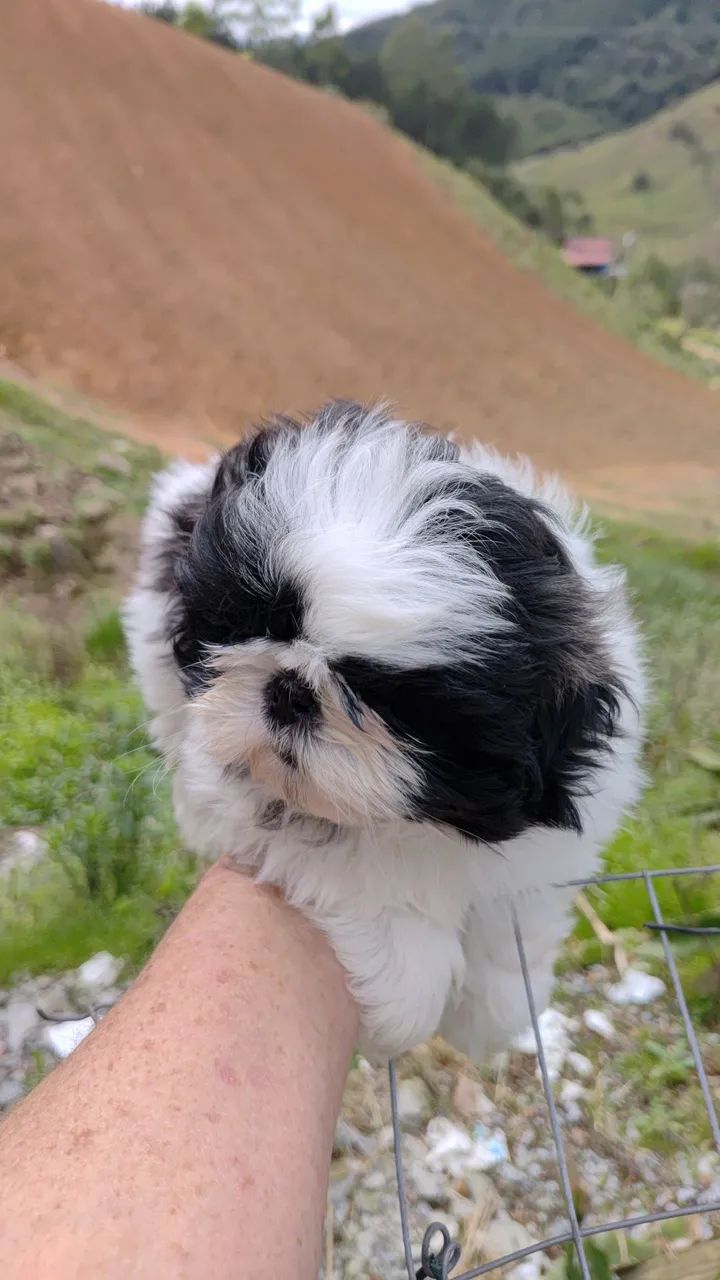 Schi tzu  - Foto 4