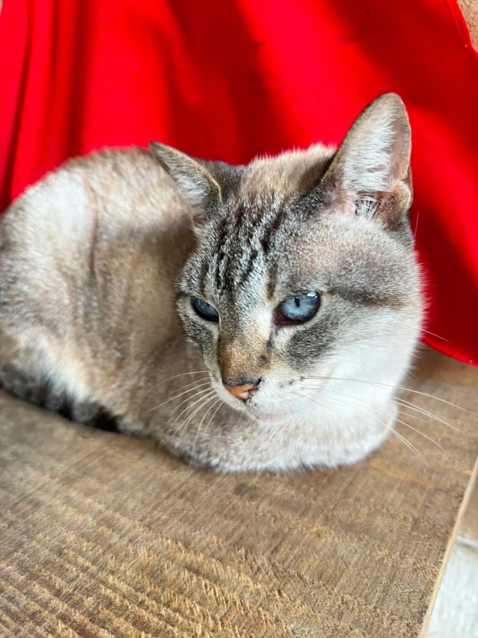 Gata Castrada  - Foto 3