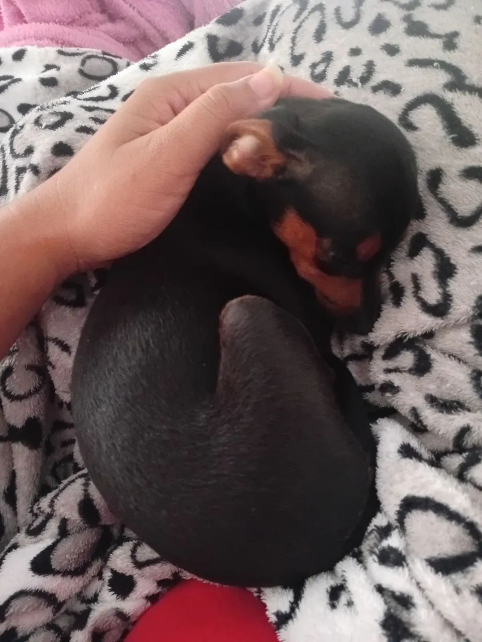 Fêmea filhote de pincher 