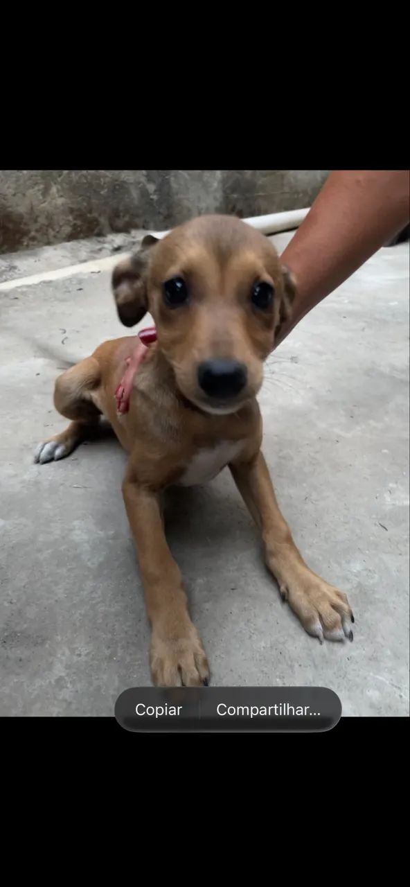 Cachorrinha  - Foto 3