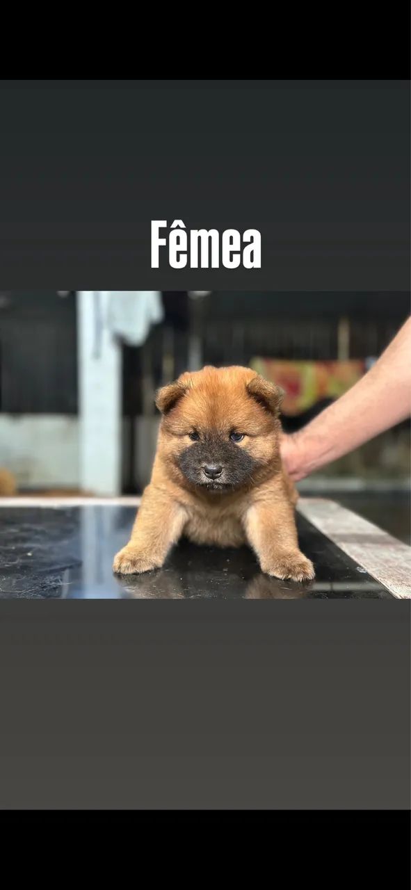 Chowchow  - Foto 3