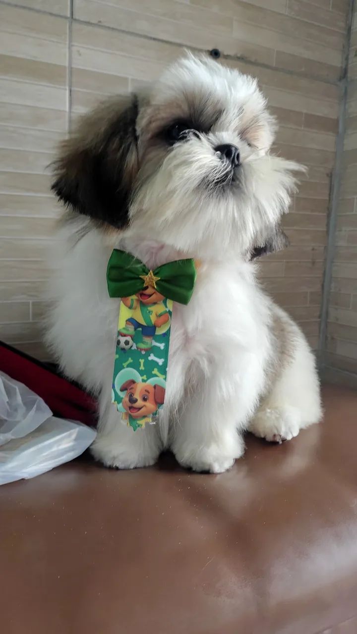 Cachorro  - Foto 3