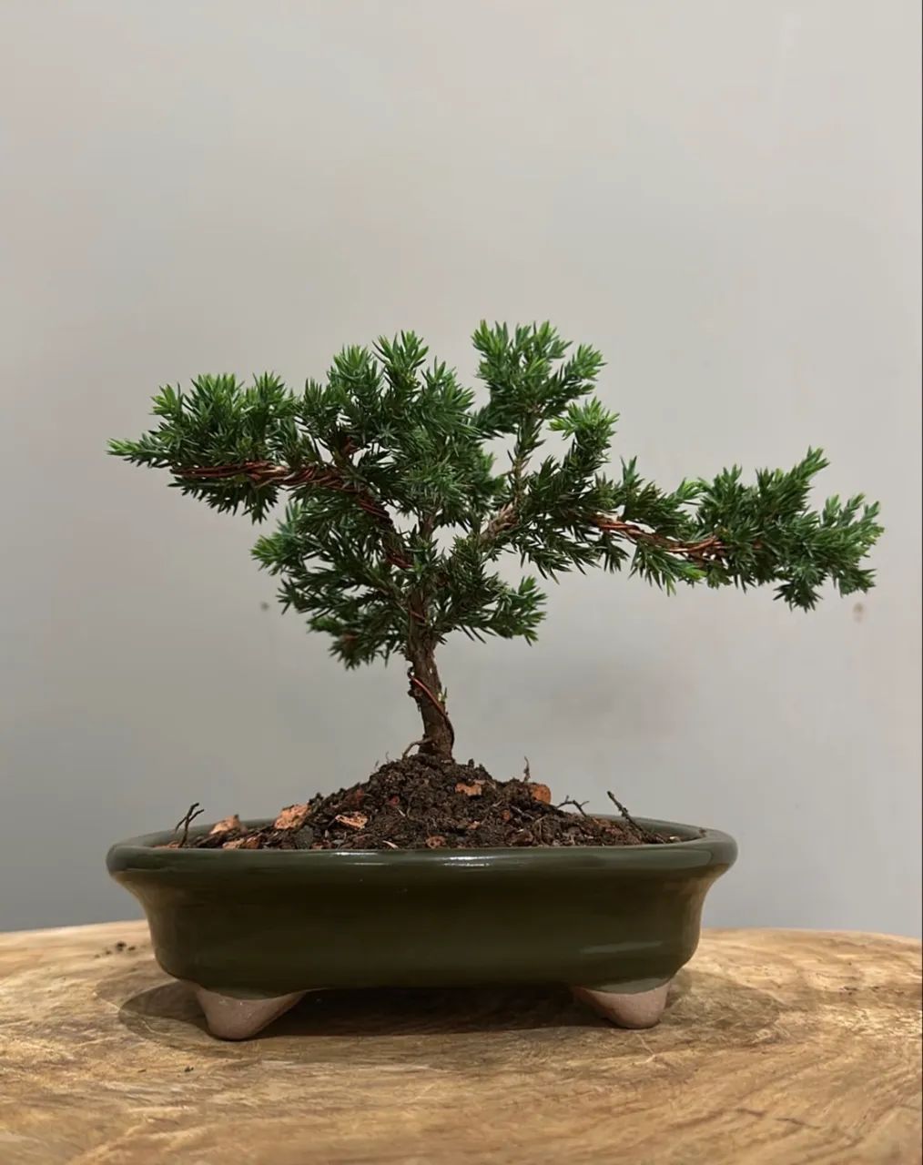 Pré bonsai  - Foto 3