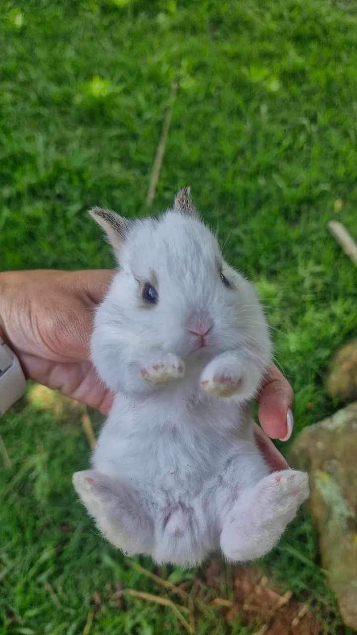 Filhotes de coelhos - Foto 2