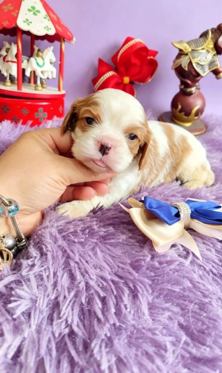 Cavalier 