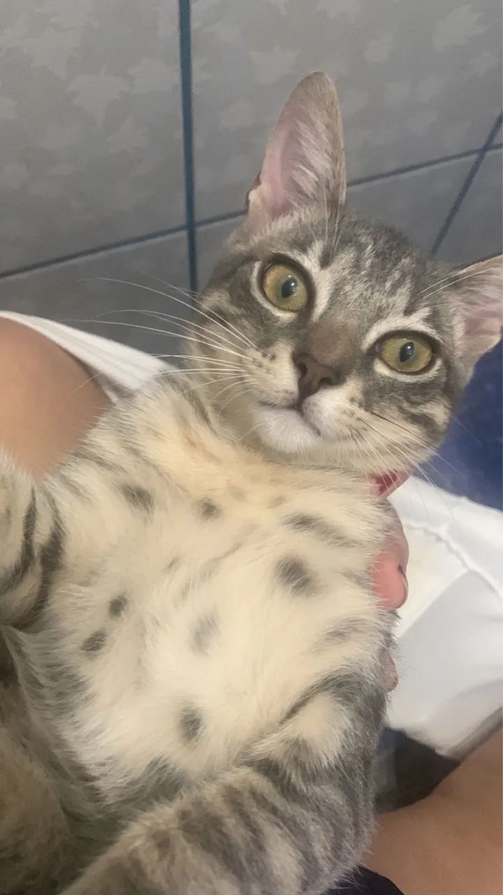 Doação de gatinhos  - Foto 5