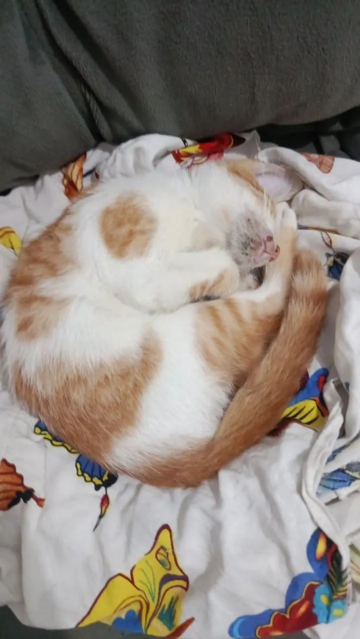Pet 