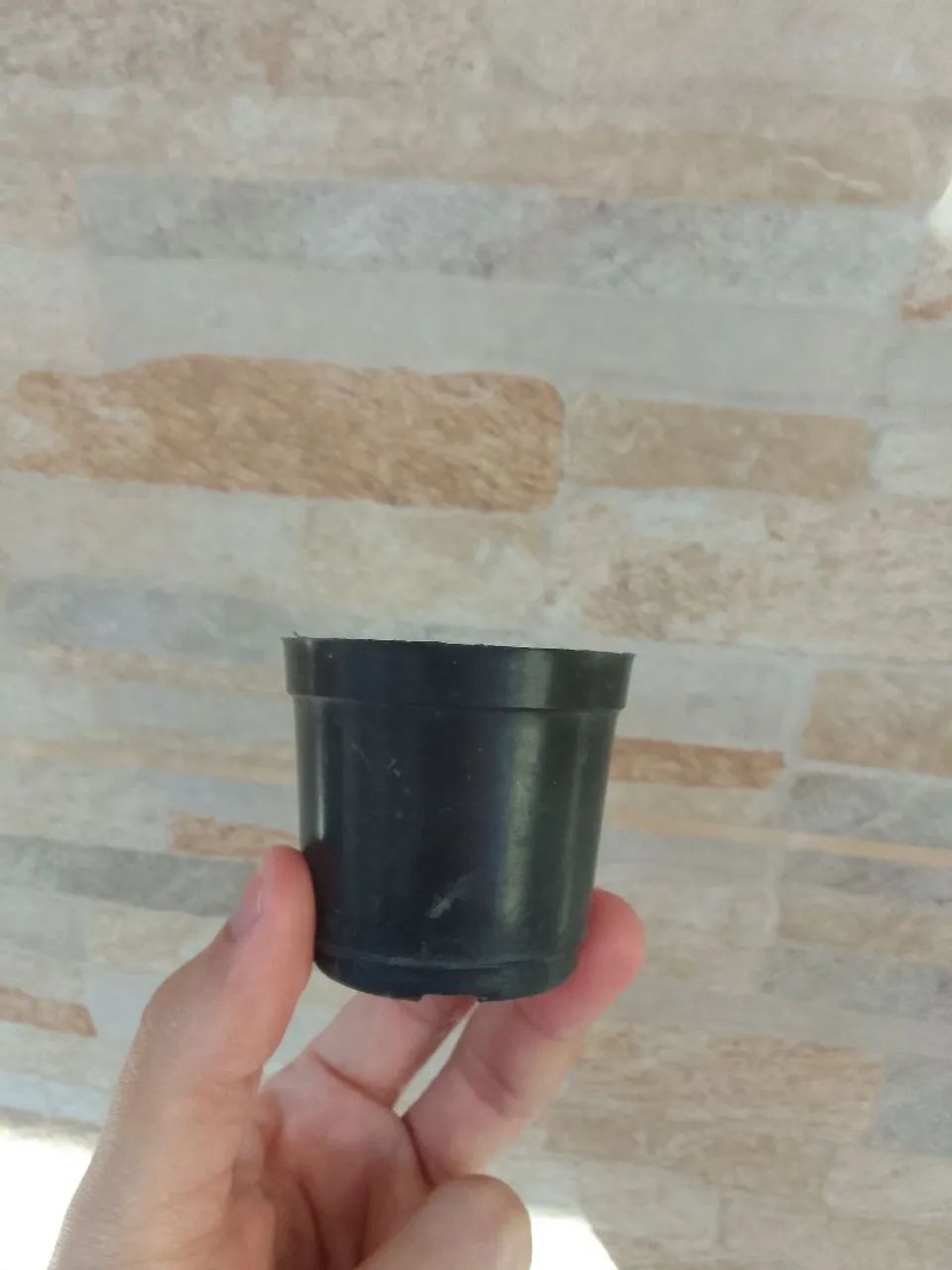 Vasinhos Mudinhas. - Foto 2