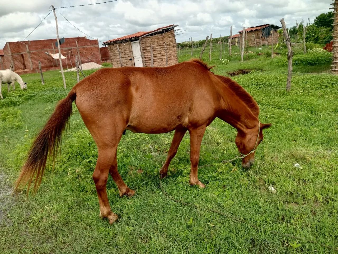 Vendo um cavalo,e o burro completo com caroça  - Foto 2