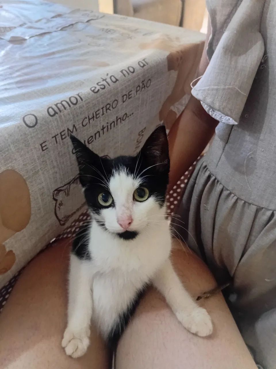 Doação gatos  - Foto 2